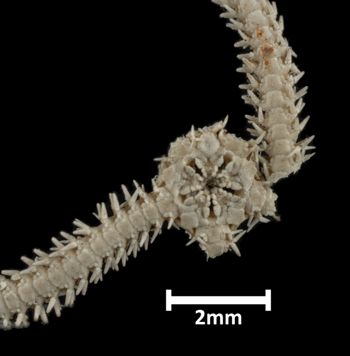 Media type: image;   Invertebrate Zoology OPH-1405 Description: Underside view of single ophiuroid specimen with a scale bar.;  Aspect: ventral